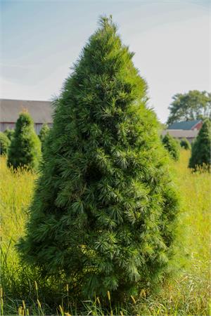 White Pine Christmas Tree