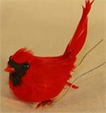 Baby Red Cardinal
