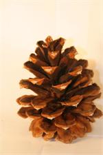 Norway Red Pine Cone